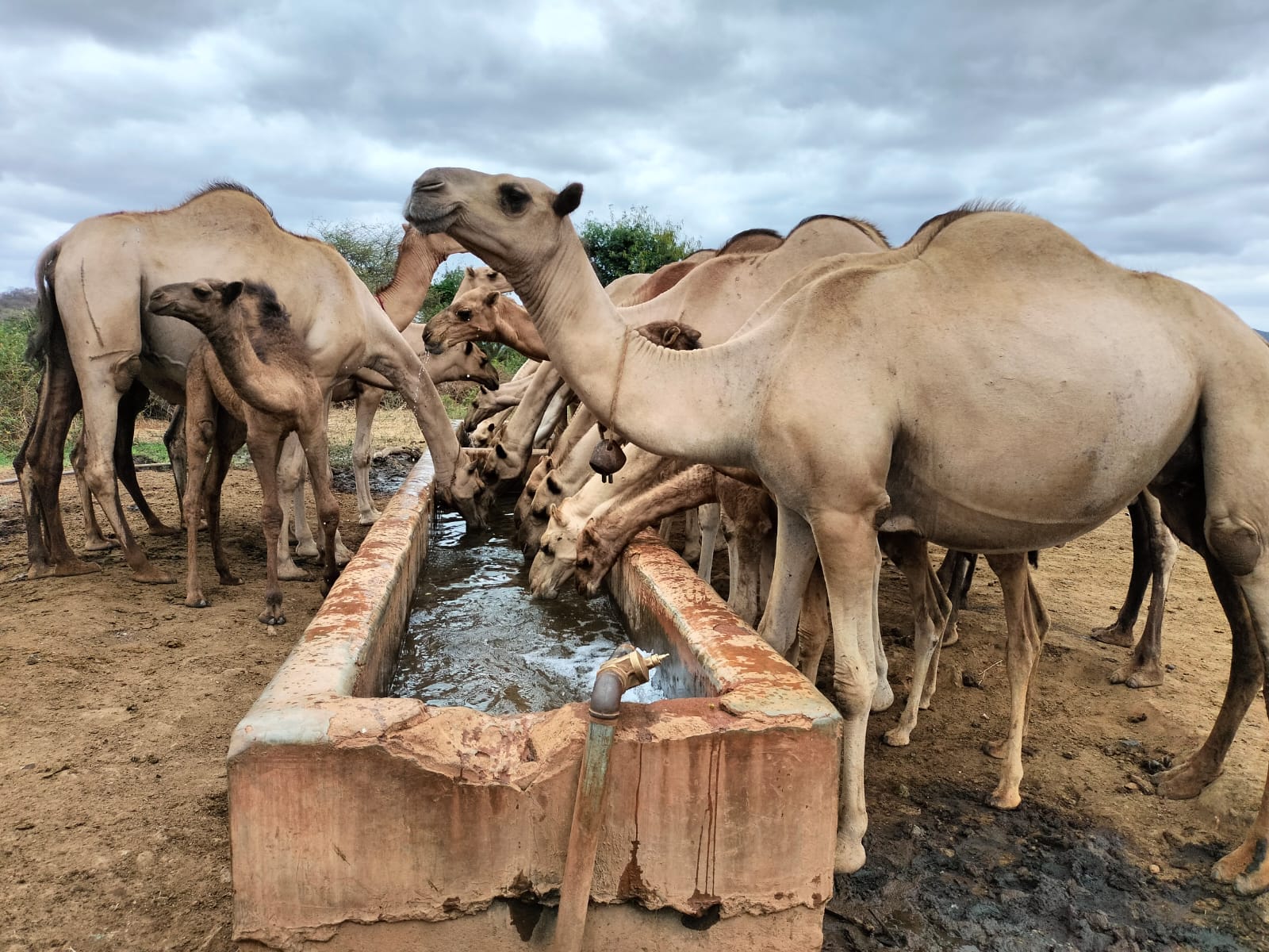 A pastoralist herder with camels and goats on the savanna at sunrise